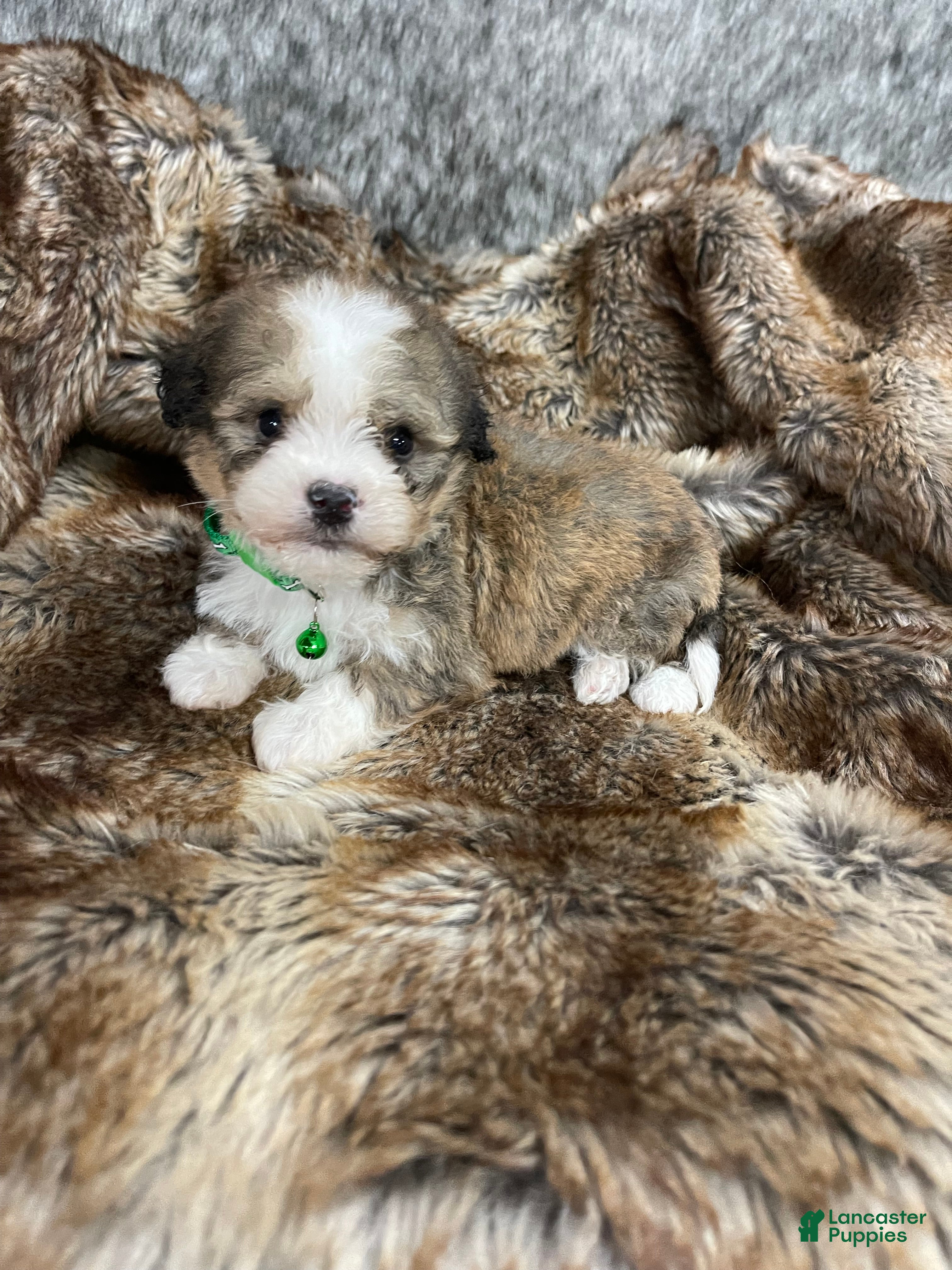 Mixed Breed dogs Mini Bernedoodle Puppy 3 - Ad 17