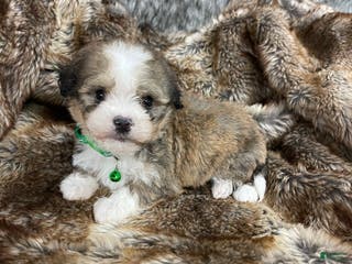 Mixed Breed dogs Mini Bernedoodle Puppy 3 - Ad 24