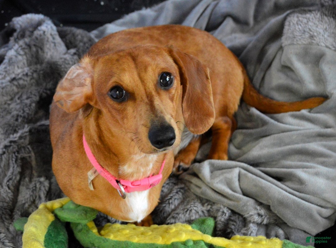 Miniature Dachshund dogs for sale: Honey - Ad 4