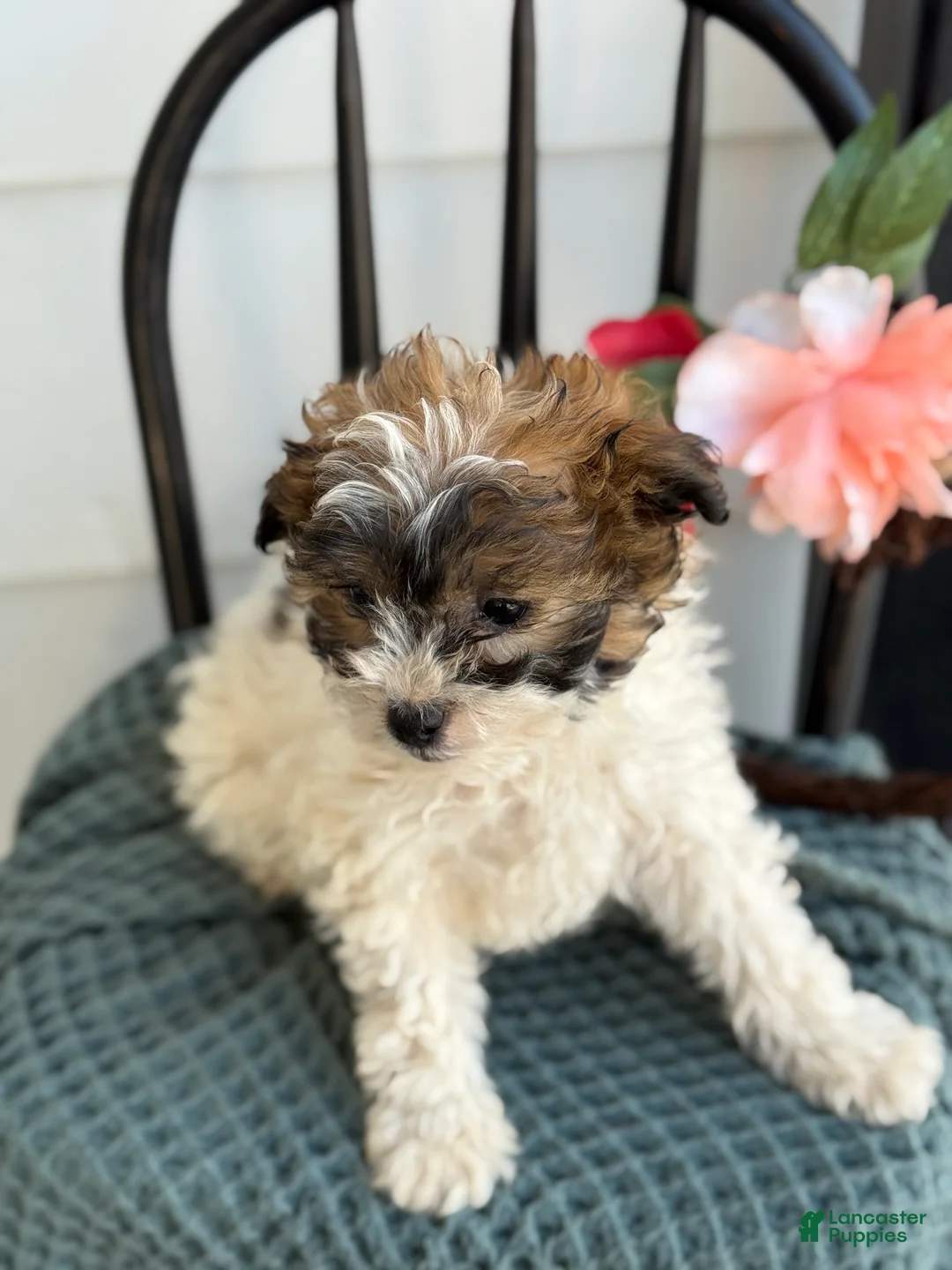 Shihpoo dogs for sale: Guinness - Ad 6