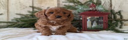Cavapoo dogs for sale: Asher  - Ad 4