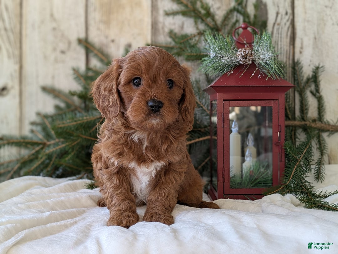 Cavapoo dogs for sale: Asher  - Ad 4