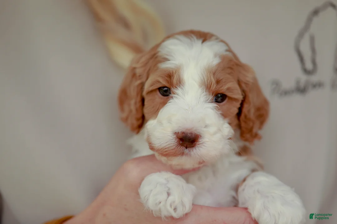 Bernedoodle dogs for sale: Rawlings - Ad 2