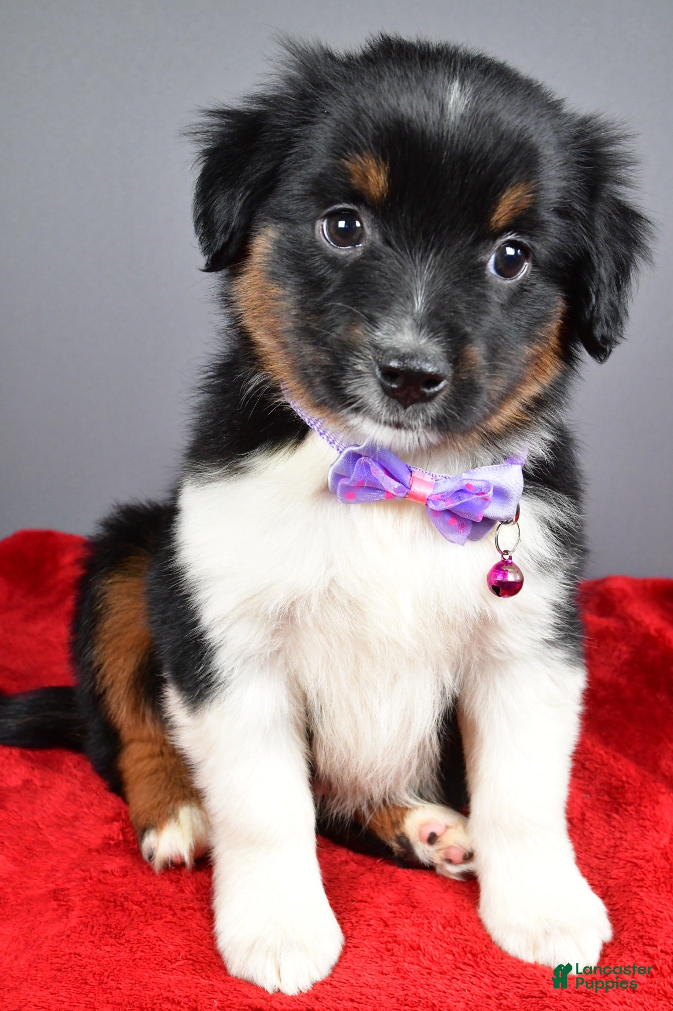 Miniature Australian Shepherd dogs Zeta - Ad 2