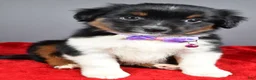 Miniature Australian Shepherd dogs for sale: Zeta - Ad 2