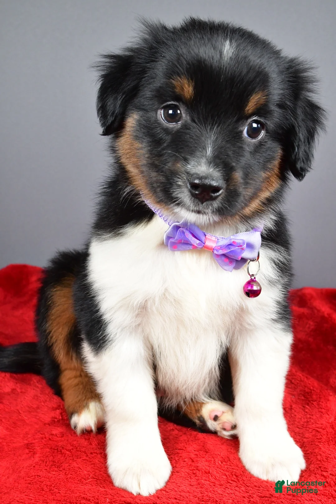 Miniature Australian Shepherd dogs for sale: Zeta - Ad 2