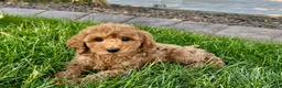Cockapoo dogs for stud: Cockapoo 4 puppies - Ad 19