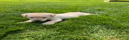 Labrador Retriever dogs for sale: Brody - Ad 6