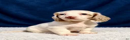 Miniature Dachshund dogs for sale: Miniature Dachshund 3 - Ad 3