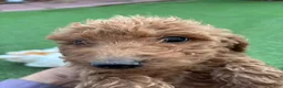 Standard Poodle dogs for sale: Cookie - Ad 6