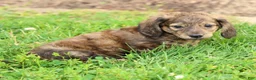 Miniature Dachshund dogs for sale: Josh - Ad 8