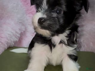 Yorkshire Terrier dogs Chea - Ad 15