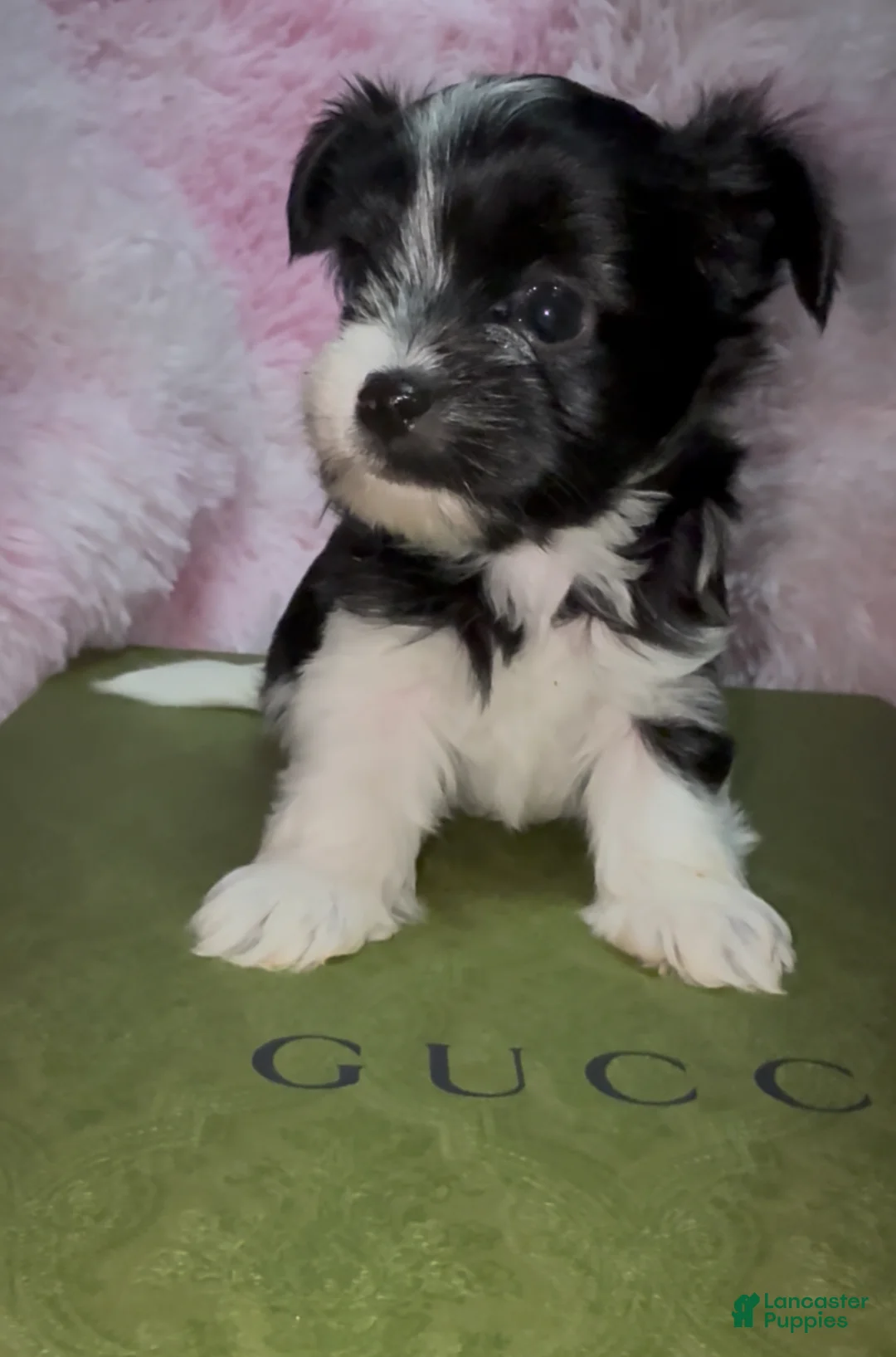 Yorkshire Terrier dogs for sale: Princess - Ad 1