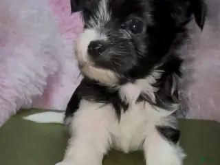 Yorkshire Terrier dogs Chea - Ad 9