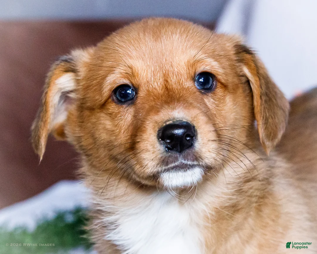 Mixed Breed dogs for sale: Boots - Ad 2