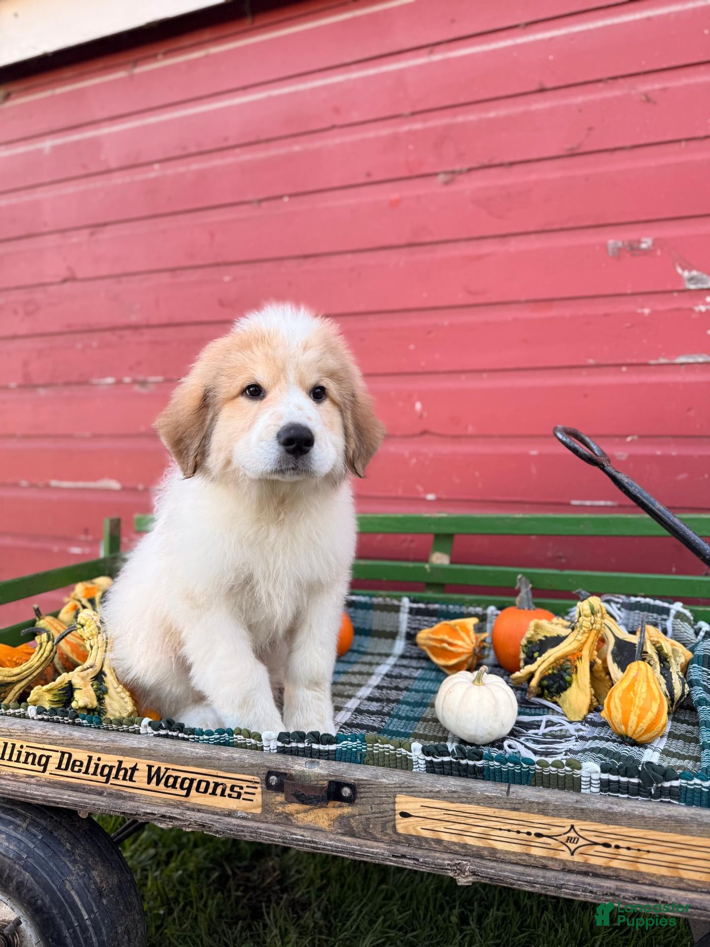 Great Pyrenees dogs for sale: Rover - Ad 2