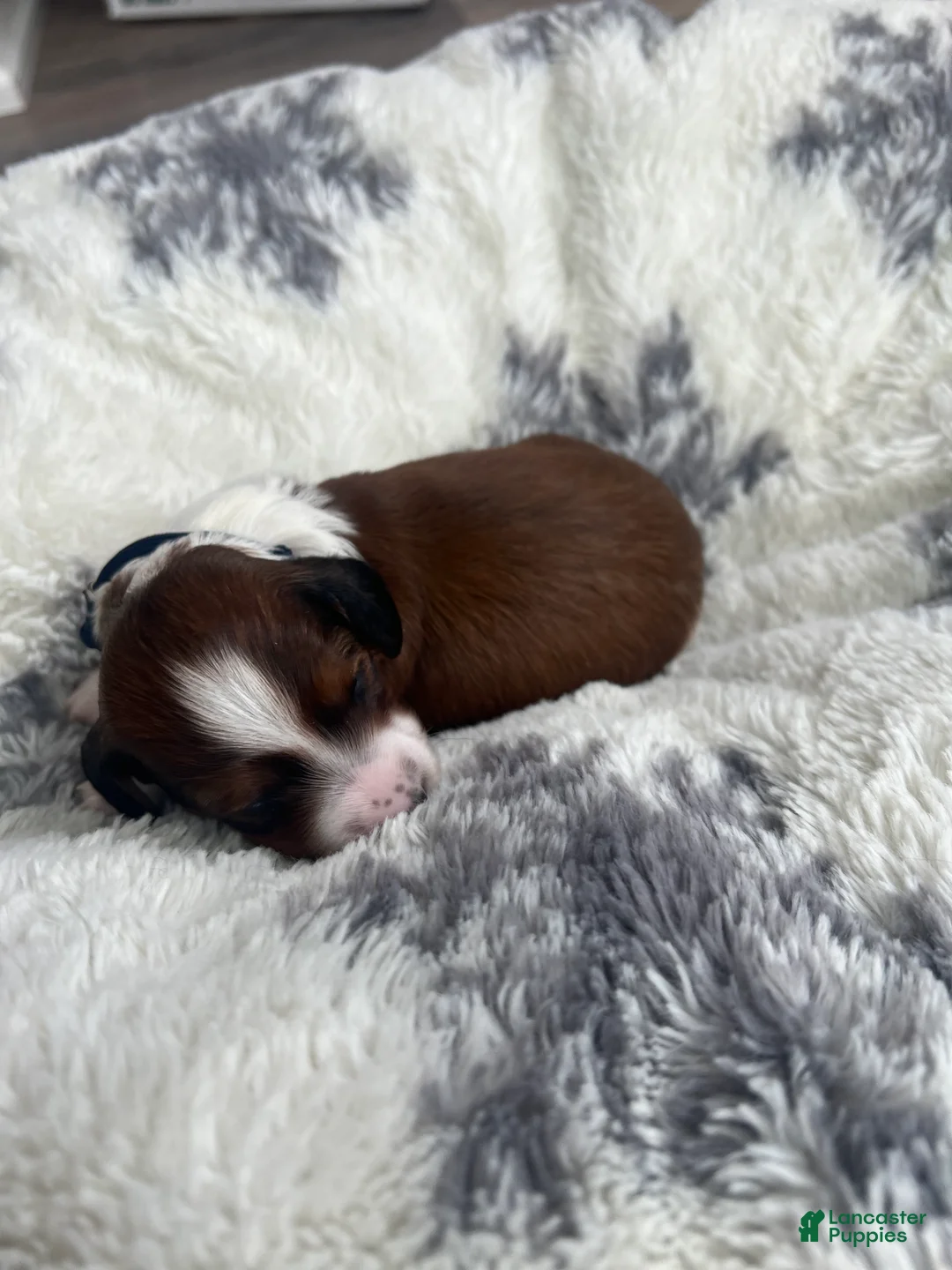 Miniature Dachshund dogs for sale: Cookie - Ad 20