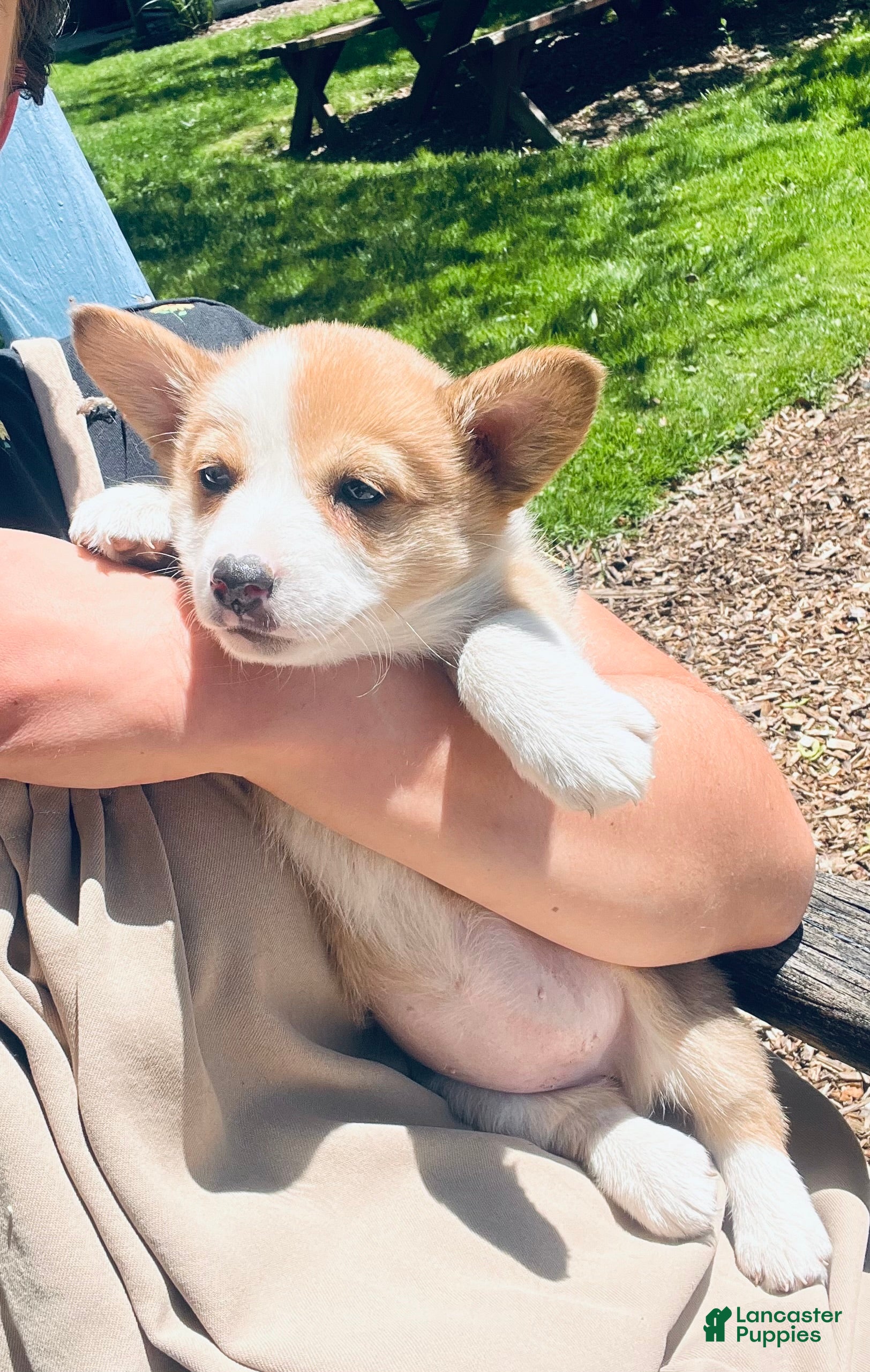 Welsh Corgi Pembroke dogs Molly - Ad 2