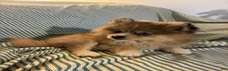 Pomsky dogs for sale: Fluffy - Ad 5