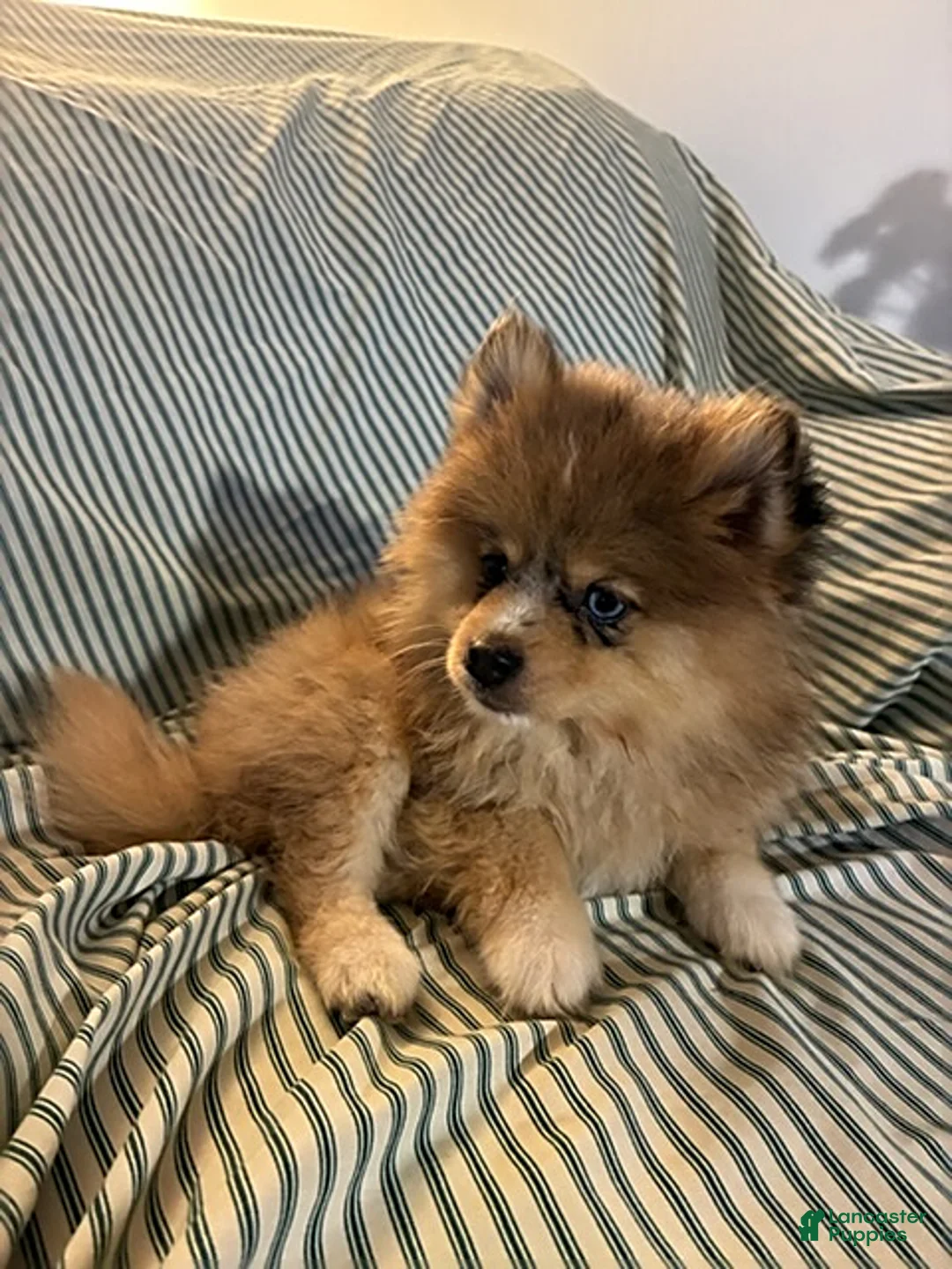 Pomsky dogs for sale: Fluffy - Ad 5