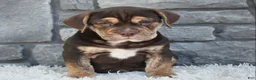 Beabull dogs for sale: Buster  - Ad 3