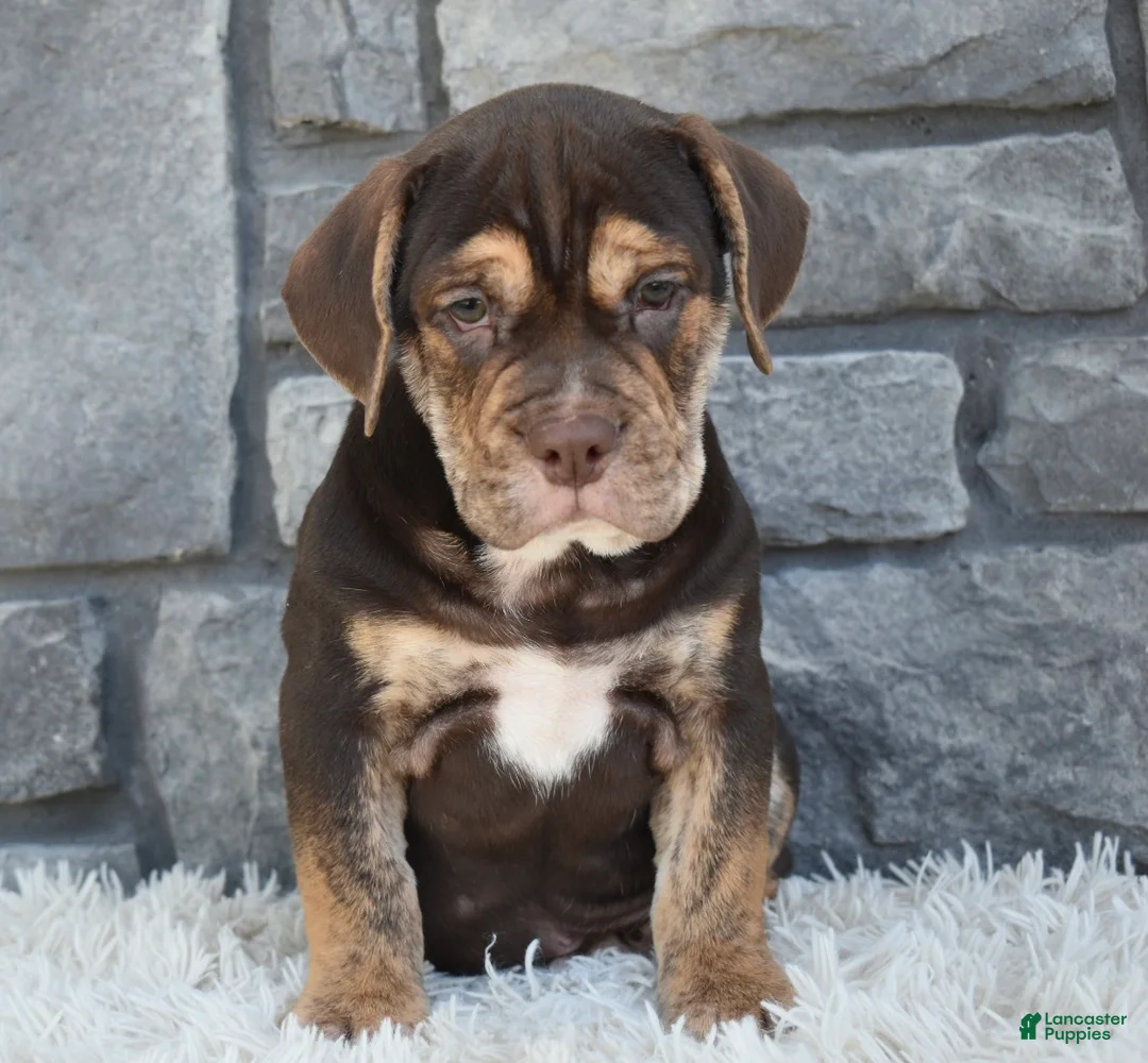Beabull dogs for sale: Buster  - Ad 3