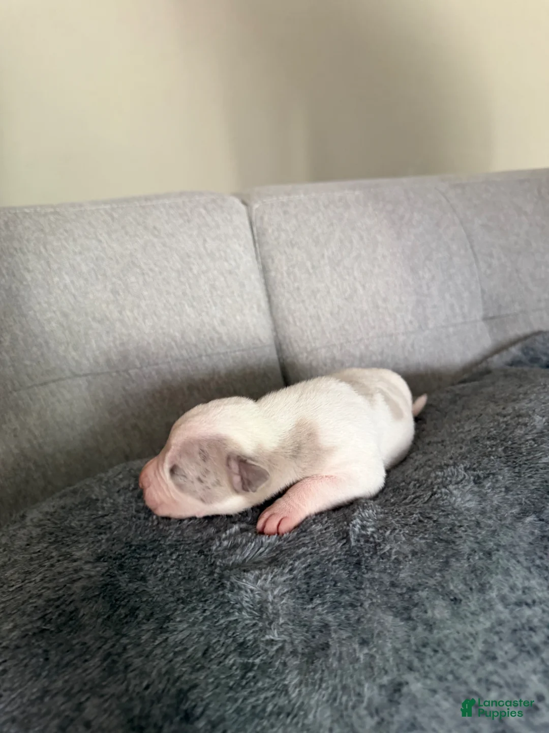 American Pit Bull Terrier dogs for sale: American Pit Bull Terrier Puppy 5 - Ad 13