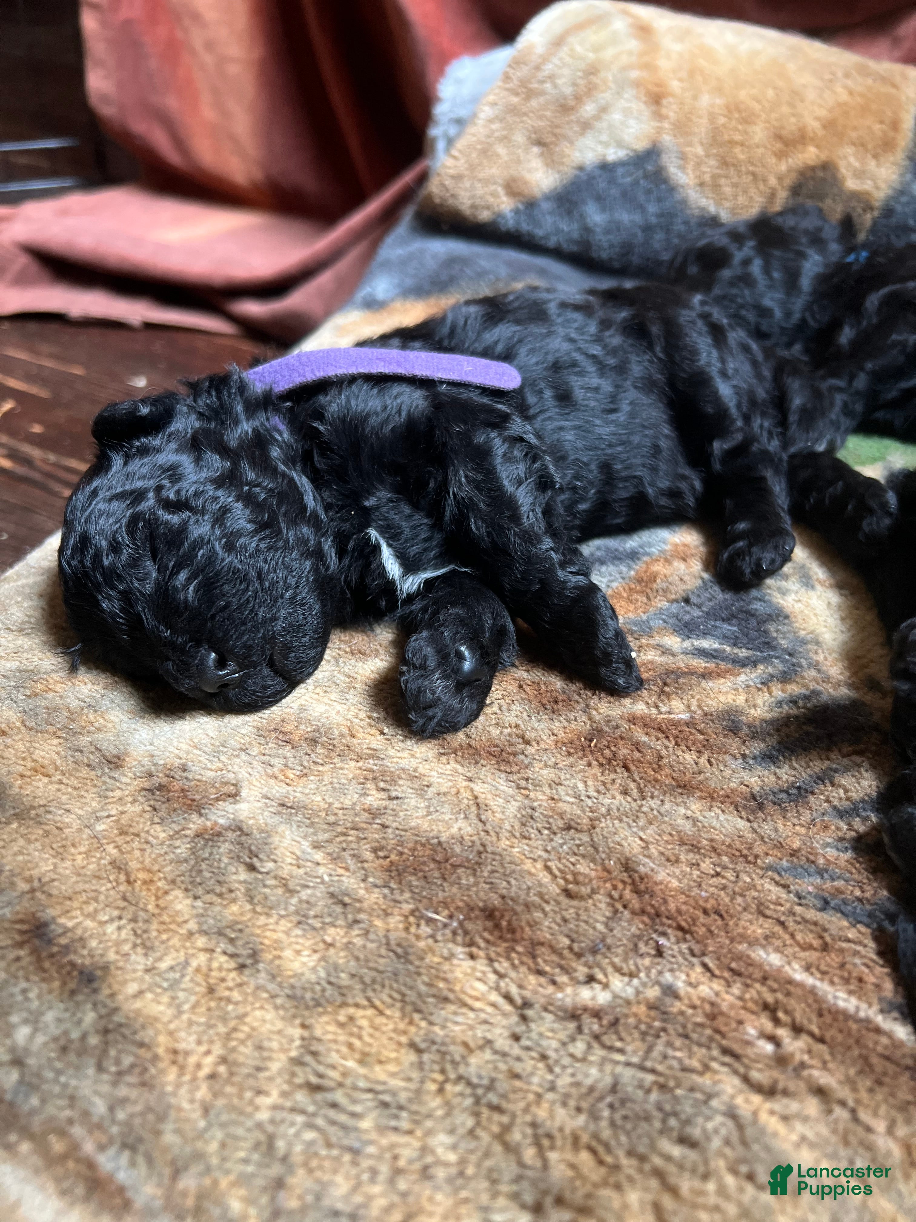 Hungarian Puli dogs Hungarian Puli Puppy Purple - Ad 3