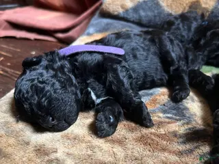 Hungarian Puli dogs Hungarian Puli Puppy Purple - Ad 3