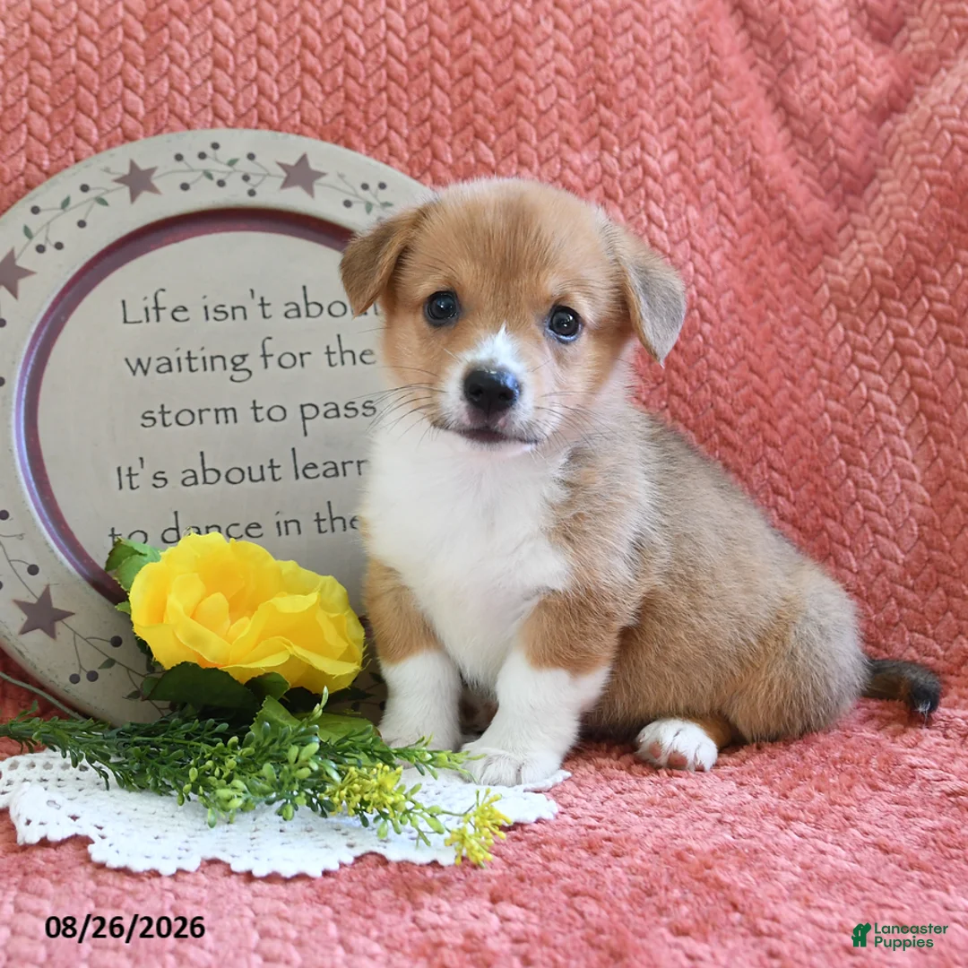 Welsh Corgi Pembroke dogs for sale: Cheif - Ad 1