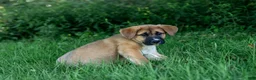 Mixed Breed dogs for sale: Daisy  - Ad 1