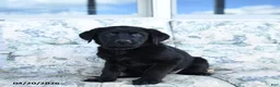Mixed Breed dogs for sale: Lassie - Ad 2
