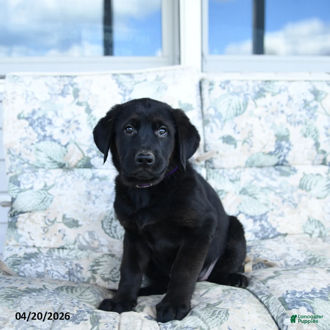 Mixed Breed dogs for sale: Lassie - Ad 2