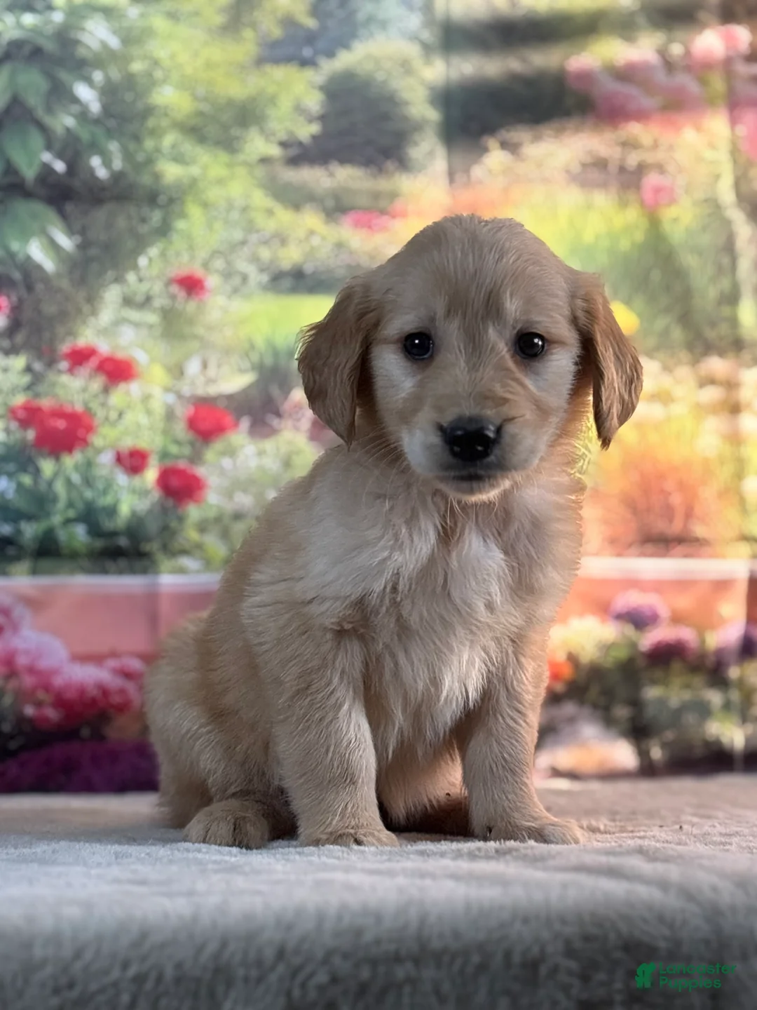 Golden Retriever dogs for sale: Nixie - Ad 1