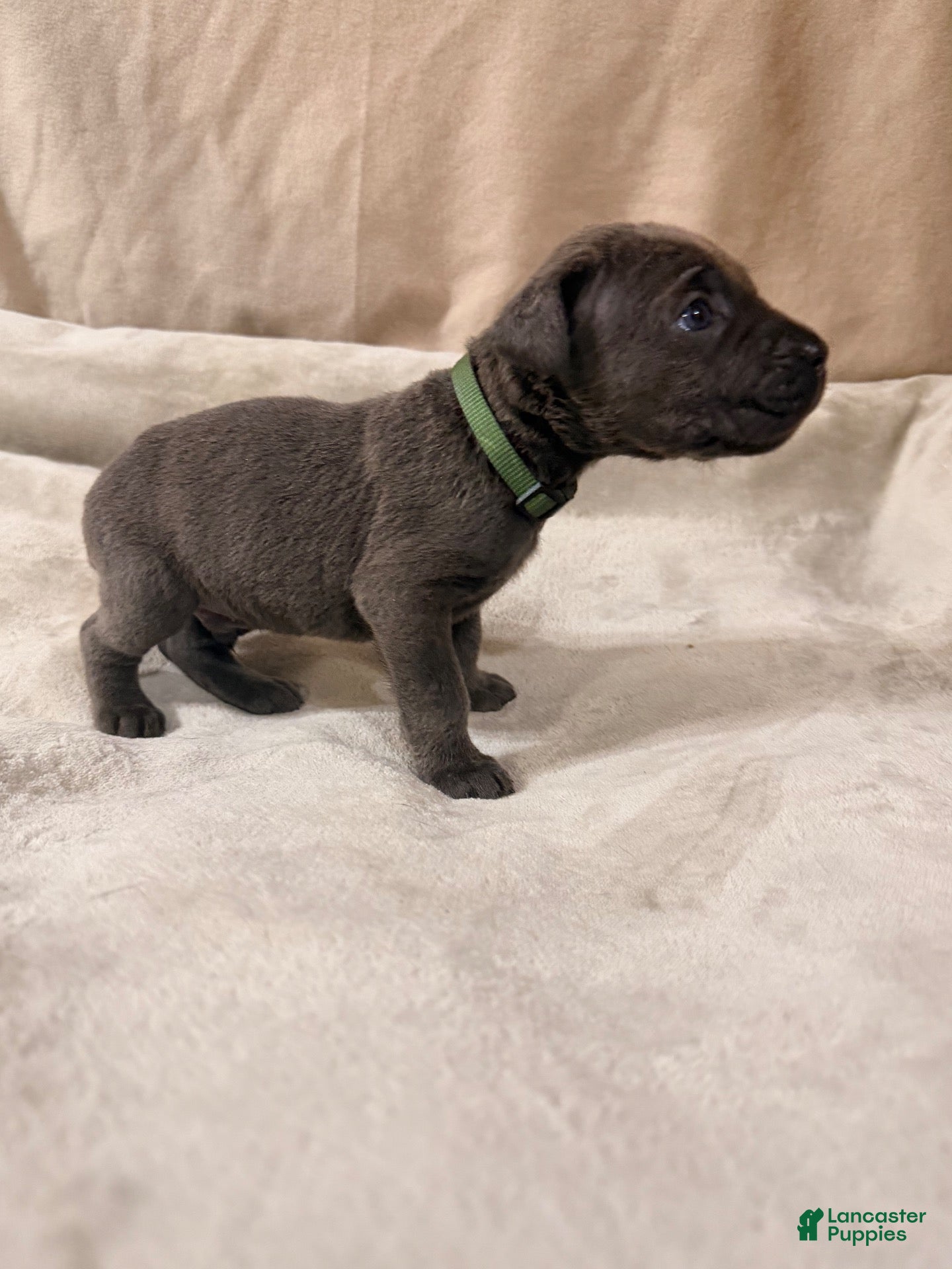 Cane Corso dogs Dark green - Ad 1