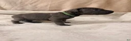 Cane Corso dogs for sale: Dark green - Ad 1