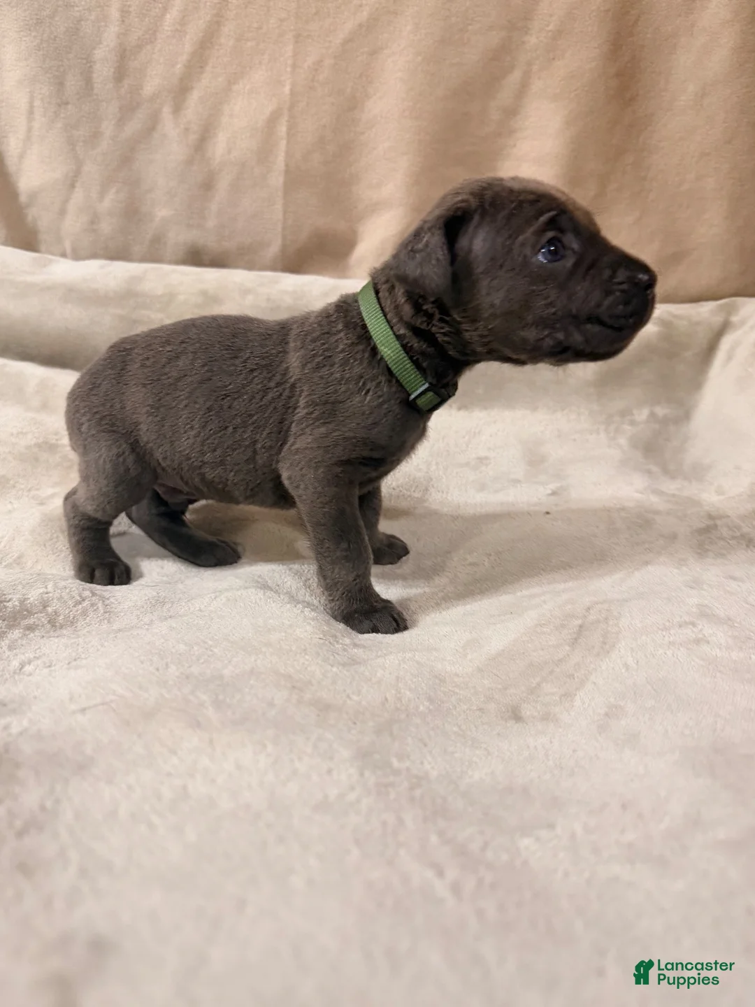 Cane Corso dogs for sale: Dark green - Ad 1