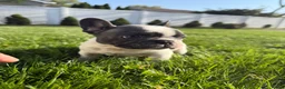 French Bulldog dogs for sale: Yang - Ad 3