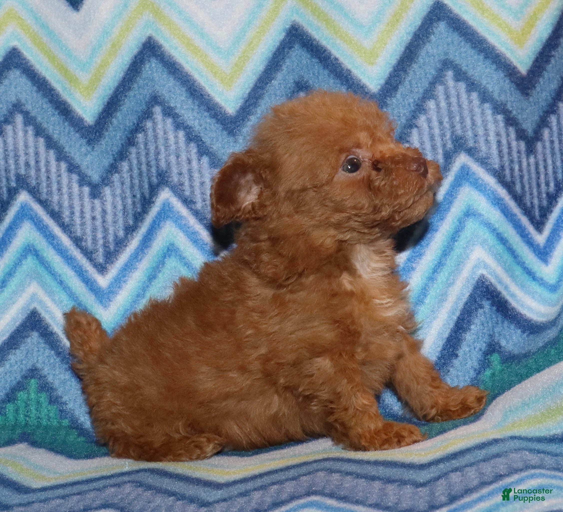 Toy Poodle dogs for sale: Double T Summer’s apricot male - Ad 7
