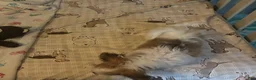 Chihuahua dogs for sale: Chihuahua 1 - Ad 7