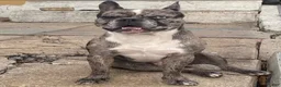 French Bulldog dogs for sale: Ally  - Ad 8