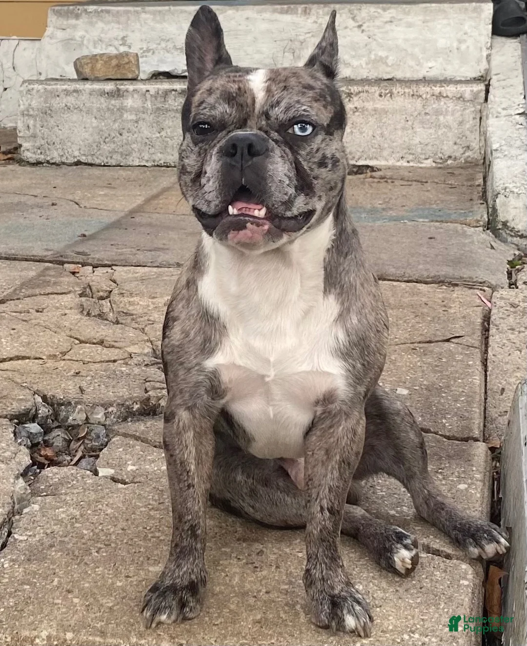French Bulldog dogs for sale: Ally  - Ad 8