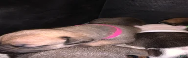 Mixed Breed Puppy 8 pink