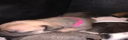 Mixed Breed dogs for sale: Mixed Breed Puppy 8 pink - Ad 1