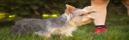 Yorkshire Terrier dogs for sale: Junior - Ad 2