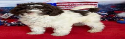Mini Goldendoodle dogs for sale: Eva - Ad 3