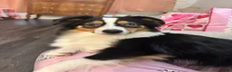 Miniature Australian Shepherd dogs for sale: Miniature Australian Shepherd Puppy 5 - Ad 7