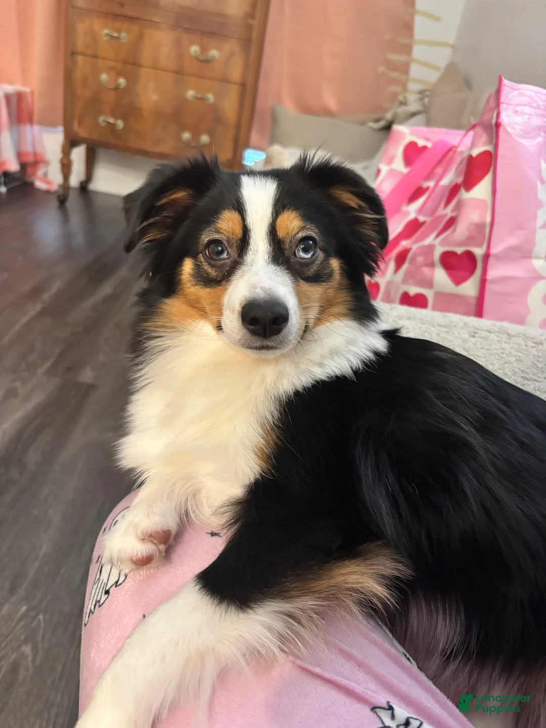 Miniature Australian Shepherd dogs for sale: Miniature Australian Shepherd Puppy 5 - Ad 7