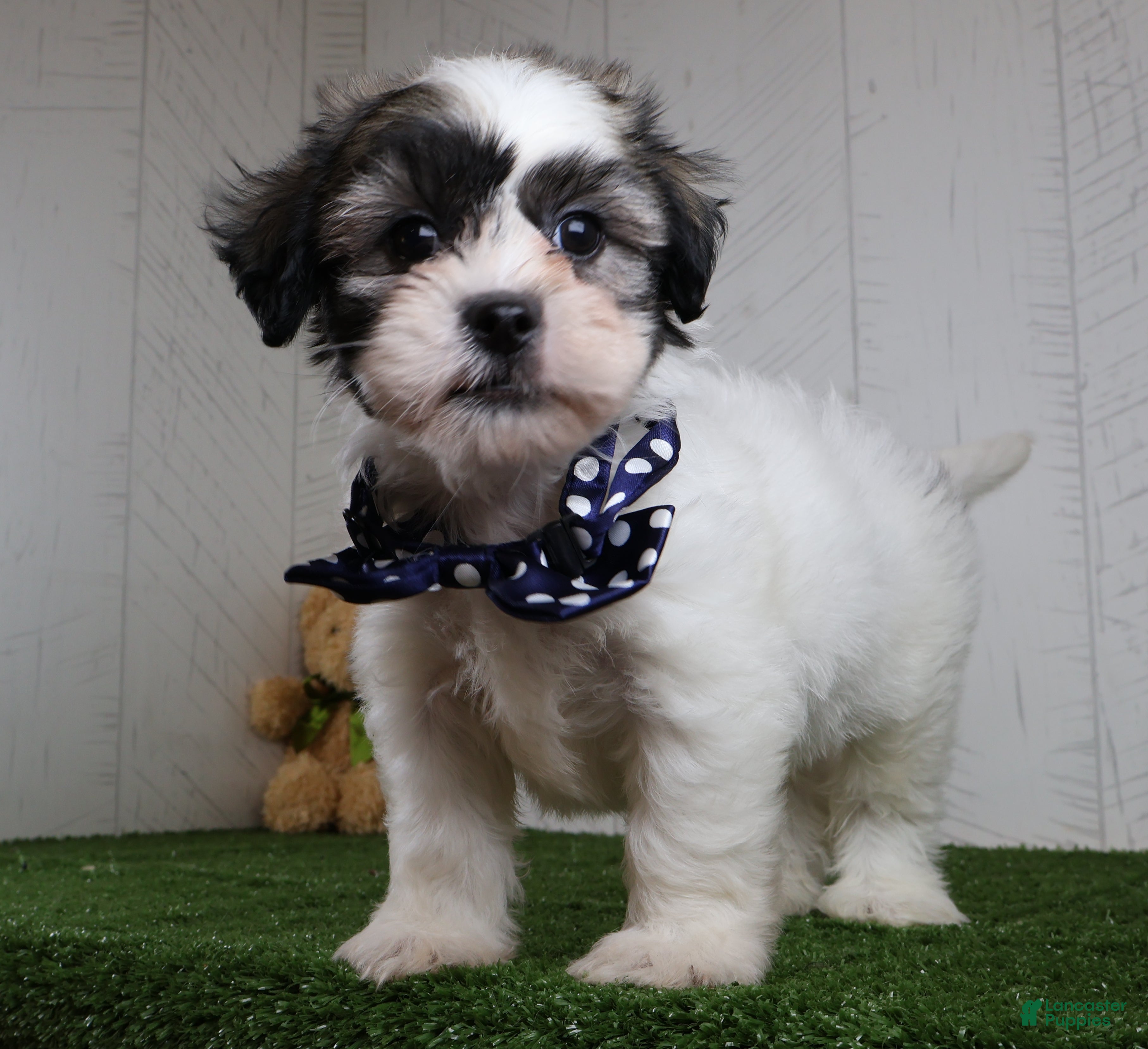 Teddy Bear dogs Bryan - Ad 2