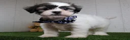Teddy Bear dogs for sale: Bryan - Ad 2